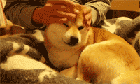 养狗和养猫的区别，我才是家里的主人-9.gif