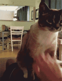 养狗和养猫的区别，我才是家里的主人-10.gif