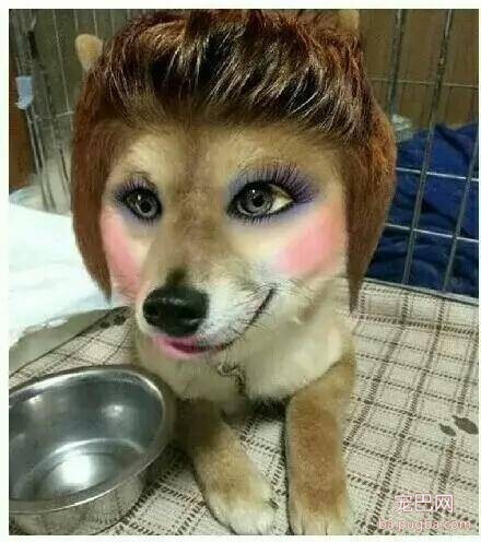 化妆后的狗狗，有没有萌到你呢？-4.jpeg