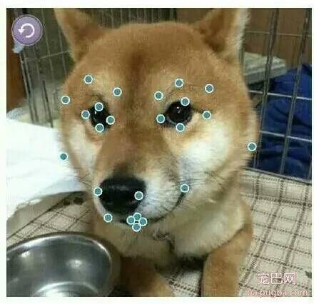化妆后的狗狗，有没有萌到你呢？-3.jpeg