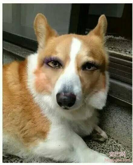 化妆后的狗狗，有没有萌到你呢？-7.jpeg