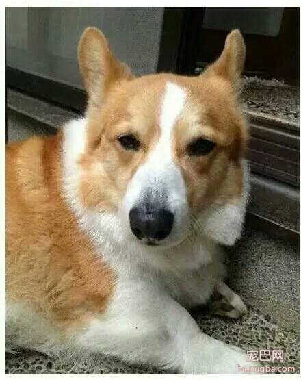 化妆后的狗狗，有没有萌到你呢？-6.jpeg
