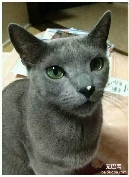 化妆后的狗狗，有没有萌到你呢？-14.jpeg