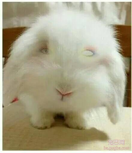 化妆后的狗狗，有没有萌到你呢？-16.jpeg
