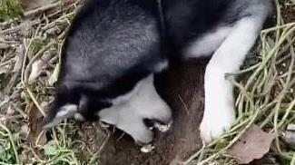 把拆家二哈送给乡下奶奶，它没力气拆家，有空就挖红薯，笑哭主人-2.jpeg