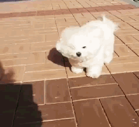 大风天，请不要带比熊出门！-3.gif