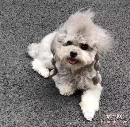大风天，请不要带比熊出门！-7.jpeg