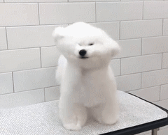 大风天，请不要带比熊出门！-6.gif