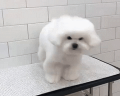 大风天，请不要带比熊出门！-5.gif