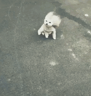 大风天，请不要带比熊出门！-8.gif