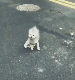 大风天，请不要带比熊出门！-9.gif