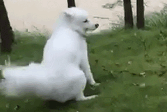 大风天，请不要带比熊出门！-17.gif