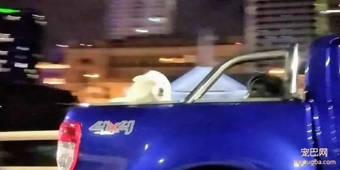 大风天，请不要带比熊出门！-14.jpeg