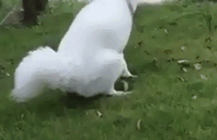 大风天，请不要带比熊出门！-18.gif
