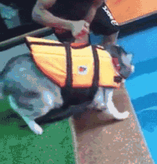 它曾是主人的宝贝，直到变胖之后……-3.gif