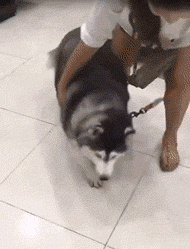 它曾是主人的宝贝，直到变胖之后……-2.gif