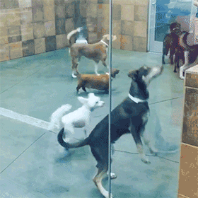 它曾是主人的宝贝，直到变胖之后……-16.gif