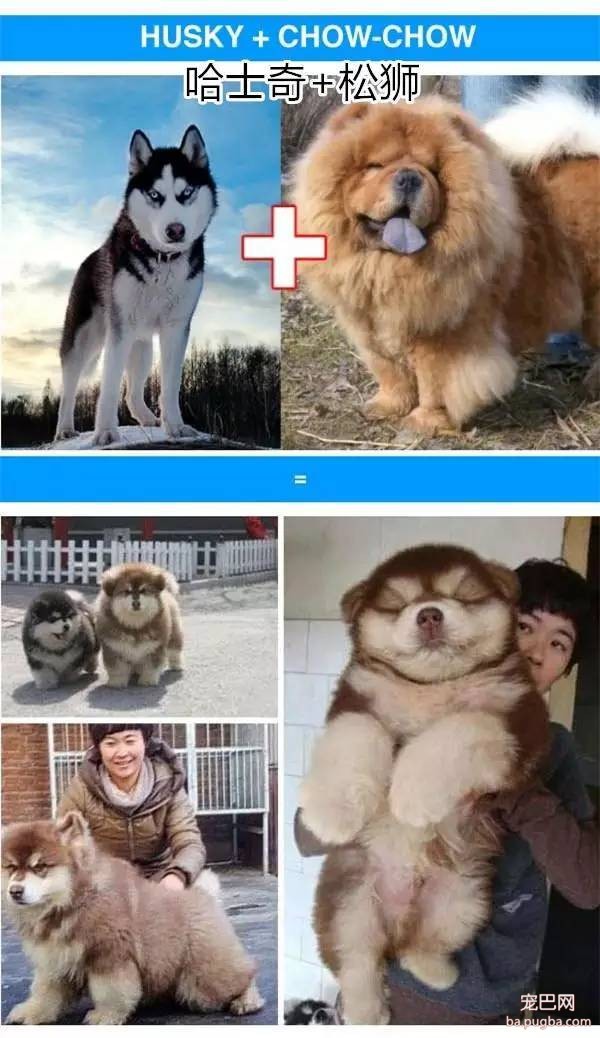 瞧瞧这些狗杂种-2.jpeg