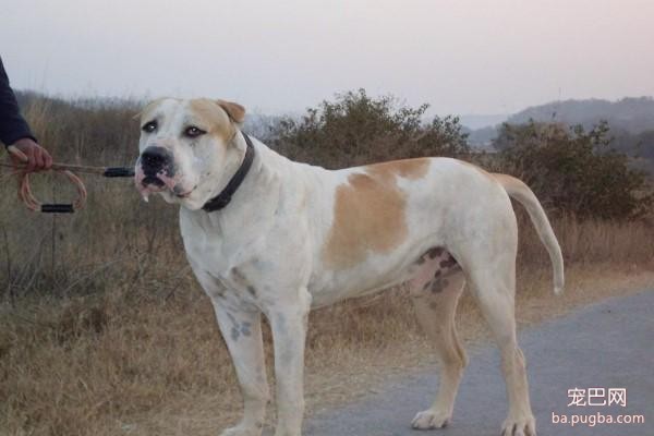 看了这些猛犬，相信我，你会忘记藏獒！真的是很凶很暴力！-4.jpeg