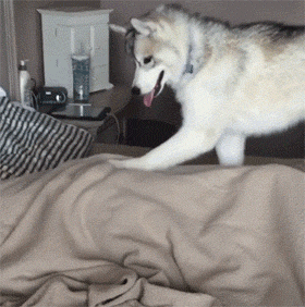 养了只不靠谱的狗狗是什么感觉，进来看看吧，只有无语两字！-6.gif
