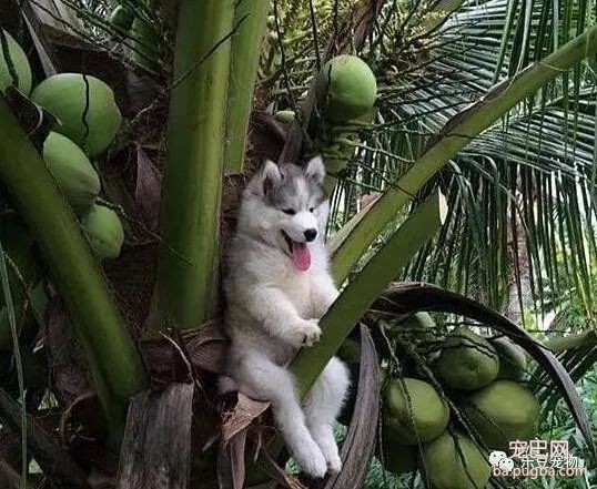养了只不靠谱的狗狗是什么感觉，进来看看吧，只有无语两字！-9.jpeg