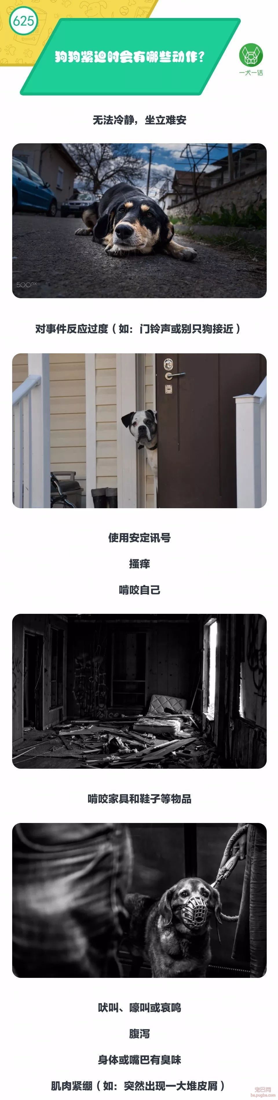 狗狗紧迫时会有哪些动作？-1.jpeg
