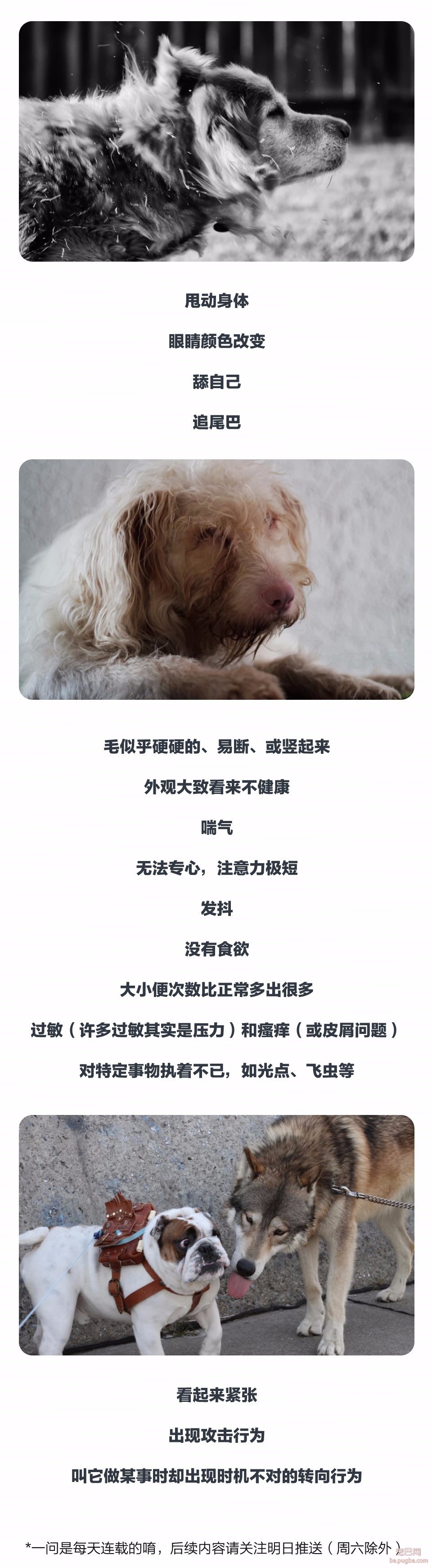 狗狗紧迫时会有哪些动作？-2.jpeg