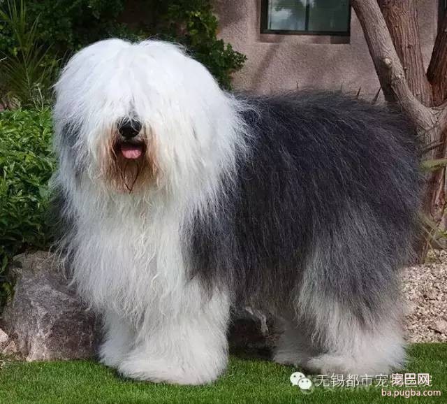 为什么狗狗经常屁股痒？-1.jpeg