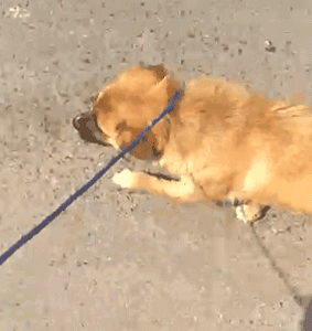 作为一只流浪的小学霸，我想拥有一个家……-12.gif