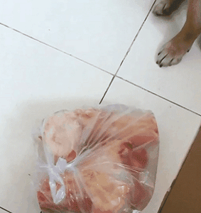 作为一只流浪的小学霸，我想拥有一个家……-15.gif