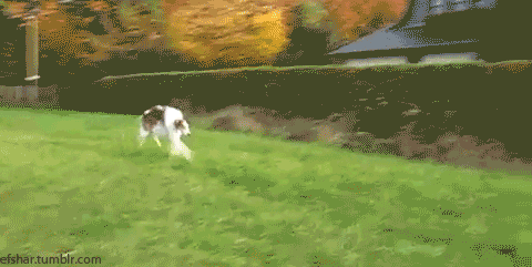 这7种蔬菜狗狗也能吃！还不点进来了解一下？-2.gif