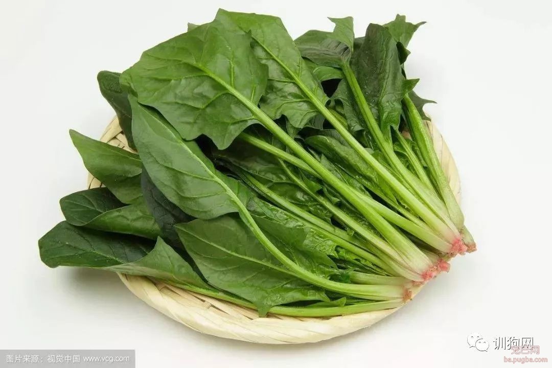 这7种蔬菜狗狗也能吃！还不点进来了解一下？-6.jpeg