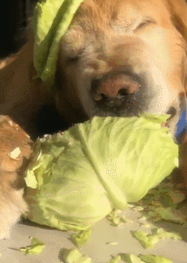 这7种蔬菜狗狗也能吃！还不点进来了解一下？-11.gif
