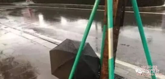 超市大姐花了半年工资，只为了救一只暴雨中的金毛，何错之有？-1.jpeg