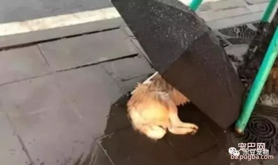 超市大姐花了半年工资，只为了救一只暴雨中的金毛，何错之有？-2.jpeg