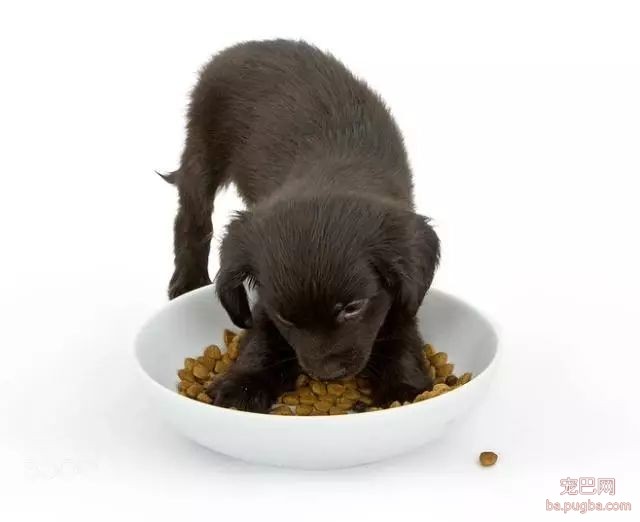 养狗手册：1—12个月幼犬怎么喂养？-1.jpeg