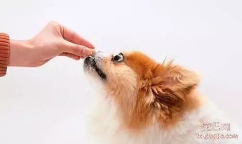 养狗手册：1—12个月幼犬怎么喂养？-5.jpeg
