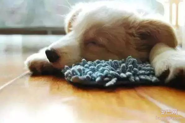 养狗手册：1—12个月幼犬怎么喂养？-7.jpeg