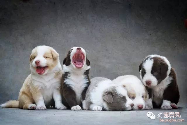 健康幼犬应该具备的9大特征-1.jpeg