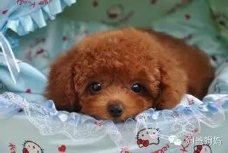 健康幼犬应该具备的9大特征-2.jpeg