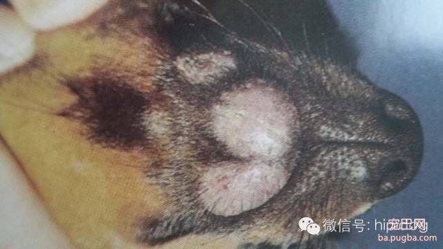 狗狗常见皮肤病一：真菌类皮肤病-5.jpeg