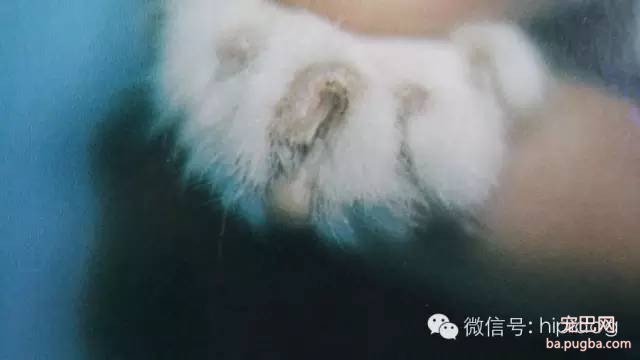 狗狗常见皮肤病一：真菌类皮肤病-4.jpeg