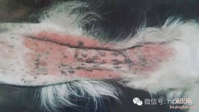 狗狗常见皮肤病一：真菌类皮肤病-6.jpeg
