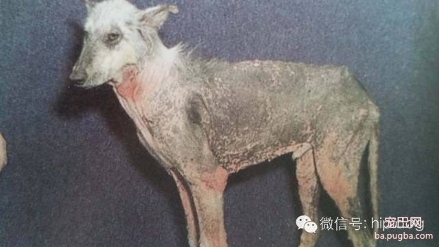 狗狗常见皮肤病一：真菌类皮肤病-7.jpeg