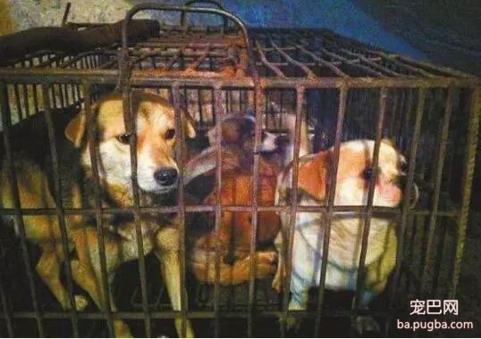 6种人不适合养狗狗，最后一个看了让人直接崩溃-3.jpeg