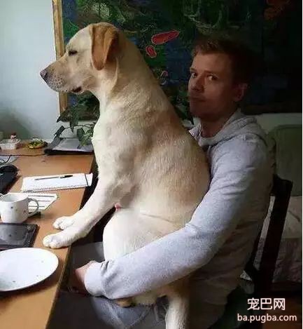 6种人不适合养狗狗，最后一个看了让人直接崩溃-4.jpeg