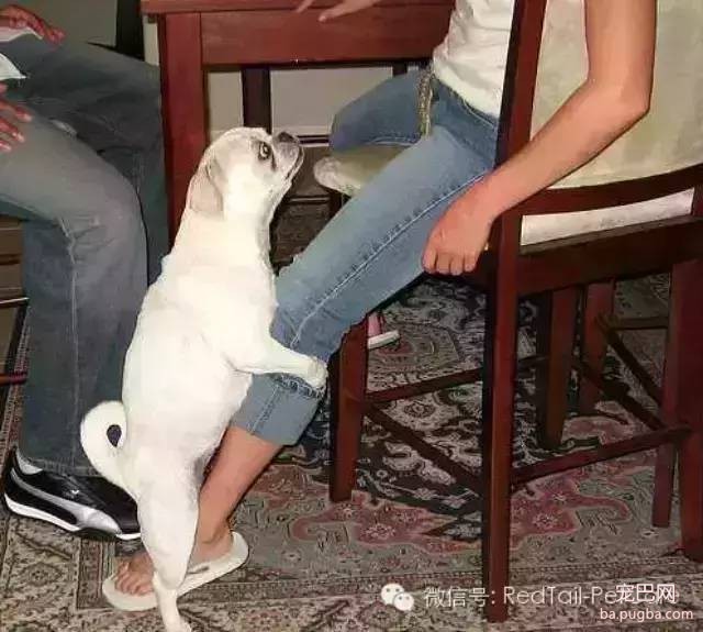 狗狗为什么喜欢做交配行为？-1.jpeg