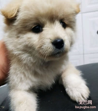 花50块买回家的土狗，被朋友嘲笑没用，几天后他对狗狗爱不释手-1.jpeg
