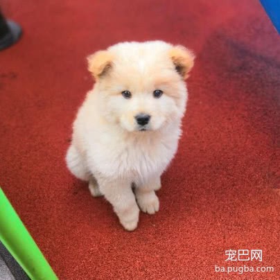 花50块买回家的土狗，被朋友嘲笑没用，几天后他对狗狗爱不释手-3.jpeg