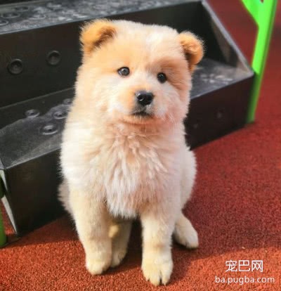 花50块买回家的土狗，被朋友嘲笑没用，几天后他对狗狗爱不释手-4.jpeg